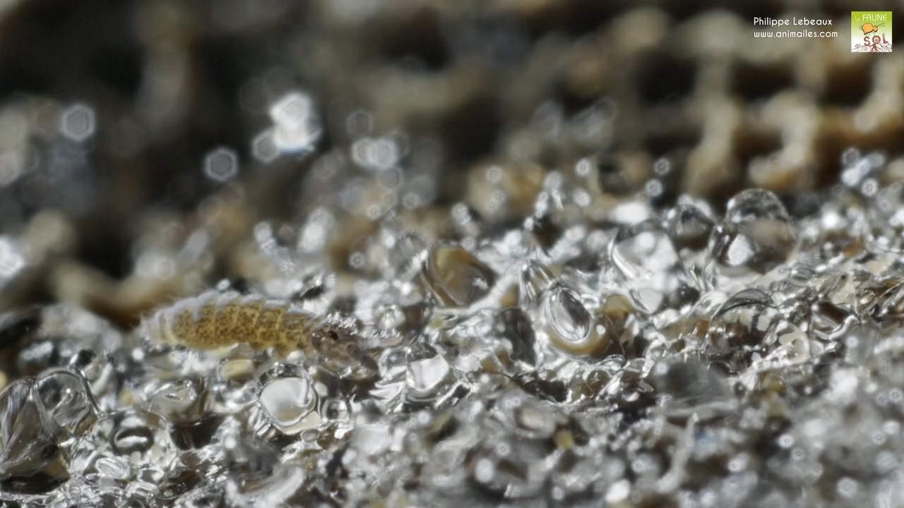 hypogastrura sp. sur cristaux de givre