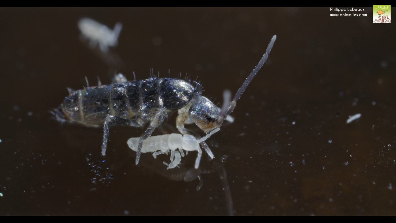 Tomocerus minor et folsomia sp.