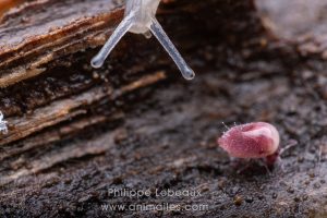 Stade avancé du virus pathogène mortel sur ce spécimen de collembole Dycirtoma fusca. Son corps gonfle, se liquéfie avant d'éclaté.