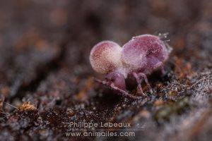 Tumeur thoracique développée chez ce spécimen de collembole Dicyrtoma fusca, consécutive à l’ingestion de nourriture (bactéries, microchampignons…) contaminée par un virus pathogène mortel.