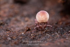 Tumeur thoracique développée chez ce spécimen de collembole Dicyrtoma fusca, consécutive à l’ingestion de nourriture (bactéries, microchampignons…) contaminée par un virus pathogène mortel.