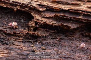 Tumeur thoracique développée chez ce spécimen de collembole Dicyrtoma fusca, consécutive à l’ingestion de nourriture (bactéries, microchampignons…) contaminée par un virus pathogène mortel.