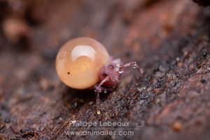 Stade avancé du virus pathogène mortel sur ce spécimen de collembole Dycirtoma fusca. Son corps gonfle, se liquéfie avant d'éclaté.
