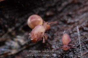 Tumeur thoracique développée chez ce spécimen de collembole Dicyrtoma fusca, consécutive à l’ingestion de nourriture (bactéries, microchampignons…) contaminée par un virus pathogène mortel.