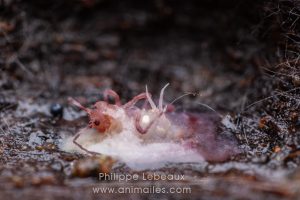 Son corps liquéfié c'est vidé, il ne reste que quelques organes vivibles, pour ce collembole Dycirtoma fusca.
