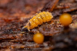 Collembole Billobella aurantiaca contaminé par un virus pathogène mortel