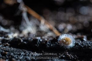 Collembole dycirtoma ornata contaminé par un champignon zygomycète, Neozgite