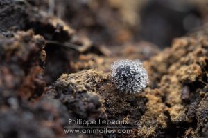 Collembole Allacma sp. contaminé par un champignon Zygomycete du genre Neozygitales