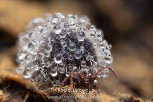 Collembole Allacma sp. contaminé par un champignon Zygomycete du genre Neozygitales