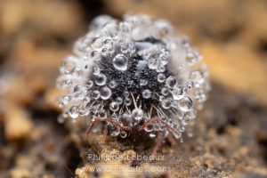 Collembole Allacma sp. contaminé par un champignon Zygomycete du genre Neozygitales