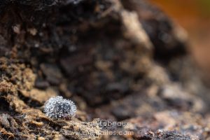 Collembole Allacma sp. contaminé par un champignon Zygomycete du genre Neozygitales