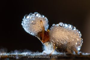 Coléoptère contaminée par un champignon pathogène mortel