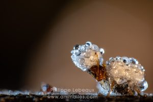 Coléoptère contaminée par un champignon pathogène mortel