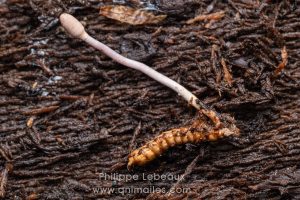 Larve de coléoptère contaminée par un champignon Cordyceps.