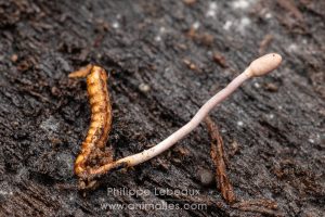 Larve de coléoptère contaminée par un champignon Cordyceps.