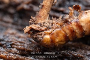 Larve de coléoptère contaminée par un champignon Cordyceps.