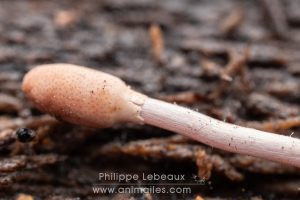 Larve de coléoptère contaminée par un champignon Cordyceps.