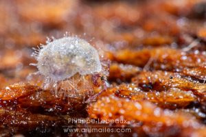 Des micro champignons algue, phycomycètes ont recouvert le corps de ce collembole Dycirtoma fusca.