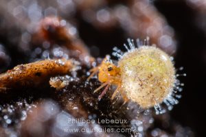 Collembole dycirtoma ornata contaminé par un virus fongique mortel.