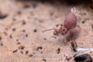1er stade de contamination d'un virus pathogène mortel sur un spécimen de collembole Dycirtoma fusca.