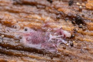 Collembole Dycirtoma fusca liquéfié par un virus pathogène mortel.
