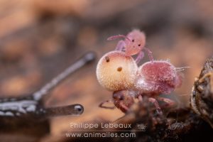 Tumeur thoracique développée chez ce spécimen de collembole Dicyrtoma fusca, consécutive à l’ingestion de nourriture (bactéries, microchampignons…) contaminée par un virus pathogène mortel. Un spécimen juvénile de la même espéce se nourrit de micro champignons qui ont poussés sur sa tumeur.