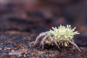 Araignée contaminée par un champignon cordyceps