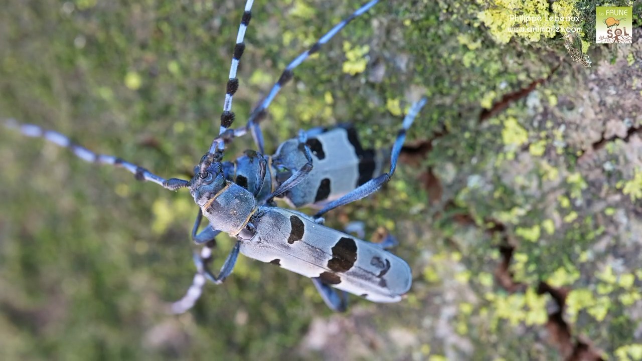Émergence d’une femelle Rosalie alpine, suivie de son accouplement