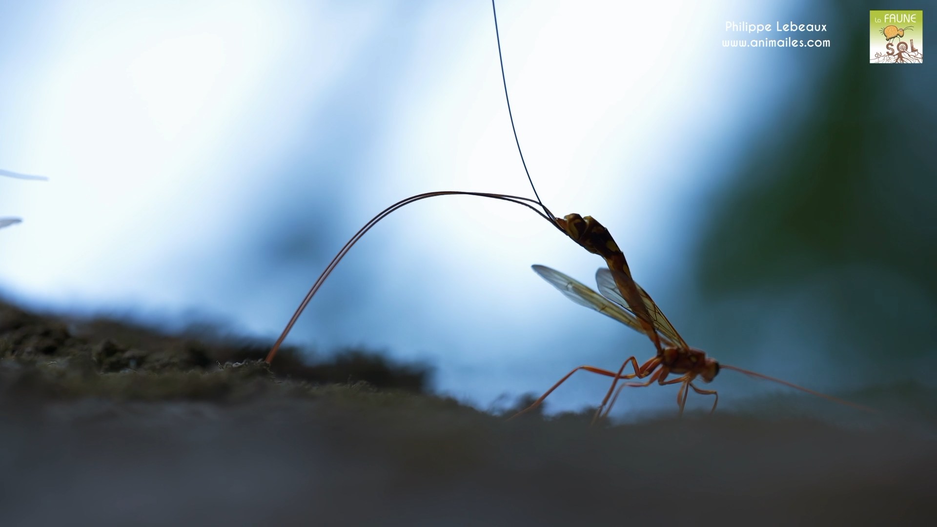 Guêpe géante ichneumonide : Megarhyssa macrurus