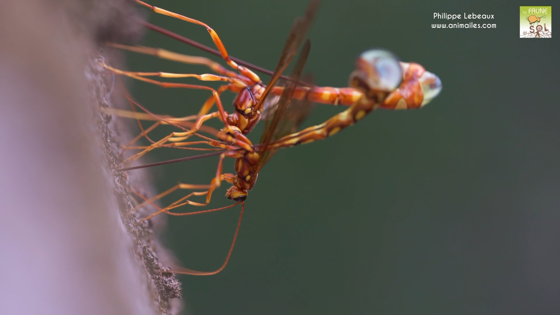 Guêpe géante ichneumonide : Megarhyssa macrurus